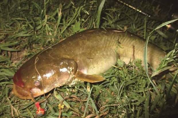 鲇鱼与鲶鱼的区别(鲶鱼的生活习性和垂钓技巧)