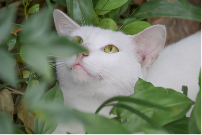 占地2390余亩，重庆这所大学美到被央视新闻