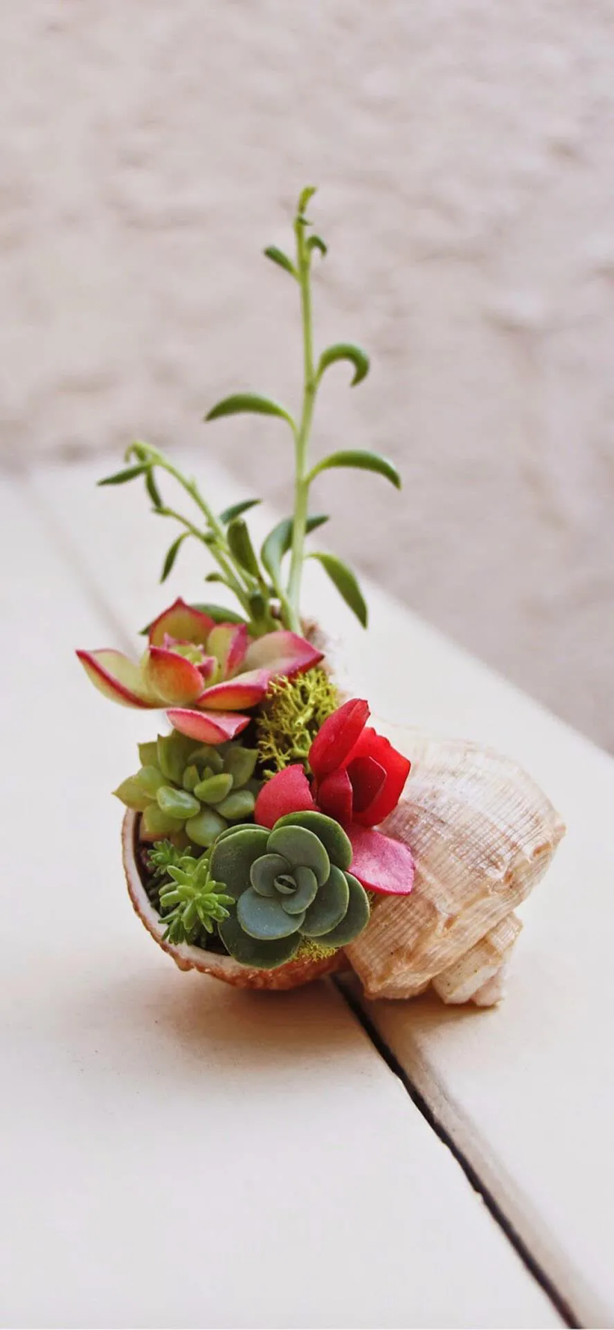 朋友圈晒多肉花的心情短语有哪些?