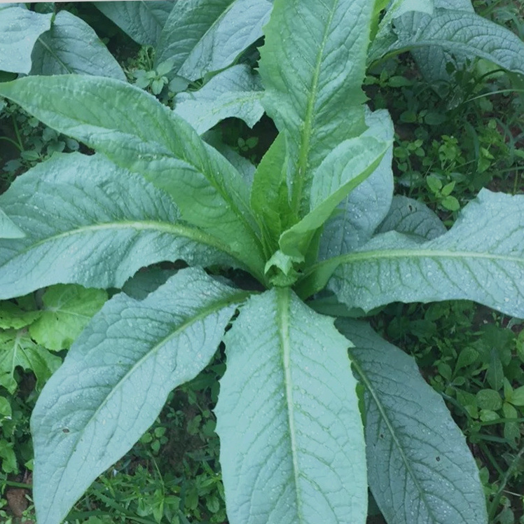 麦菜是什么菜（广东粤西最好吃的蔬菜不容错过）