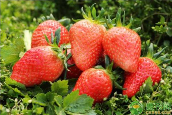 草莓怎么育苗（草莓常见的四种育苗方法介绍）