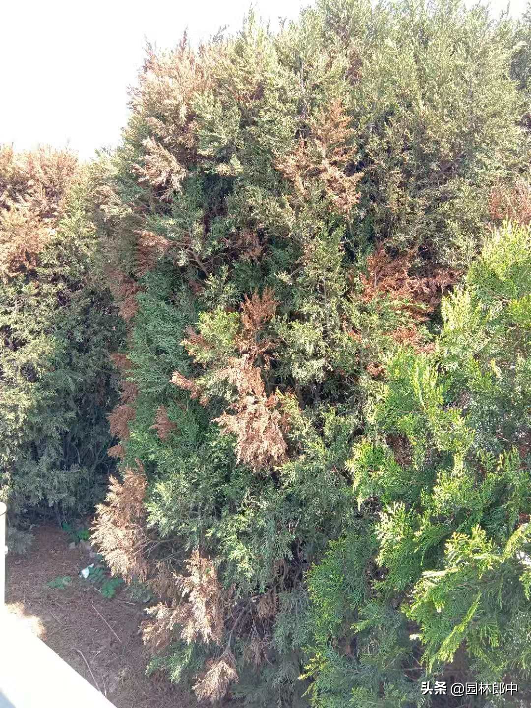图为发生干枯的侧柏植株在这里引起侧柏大面及干枯的病害是叶枯病的