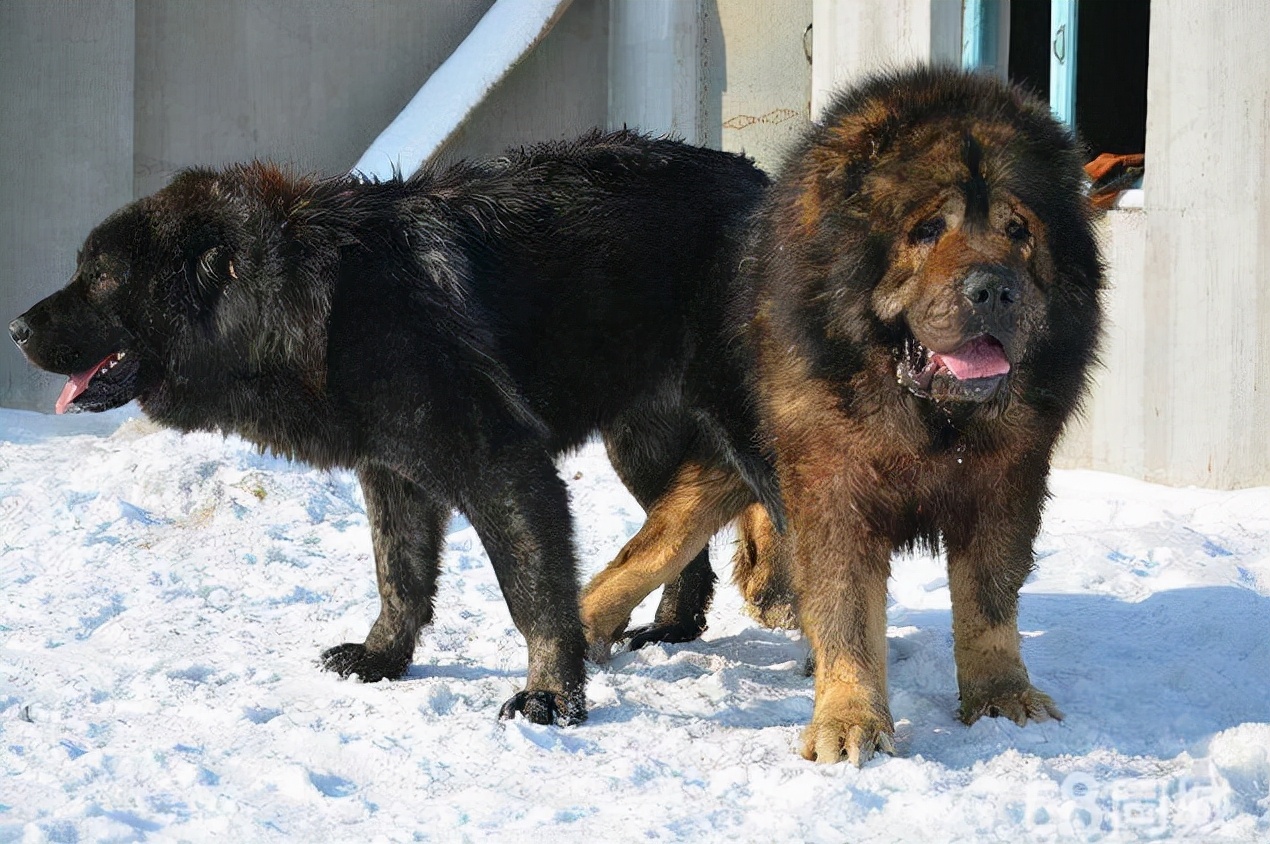 世界猛犬排行榜，膽子不肥不要養