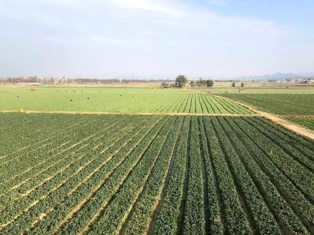 农村土地流转协议如何签？这3种情况最好不要签，睁大眼睛