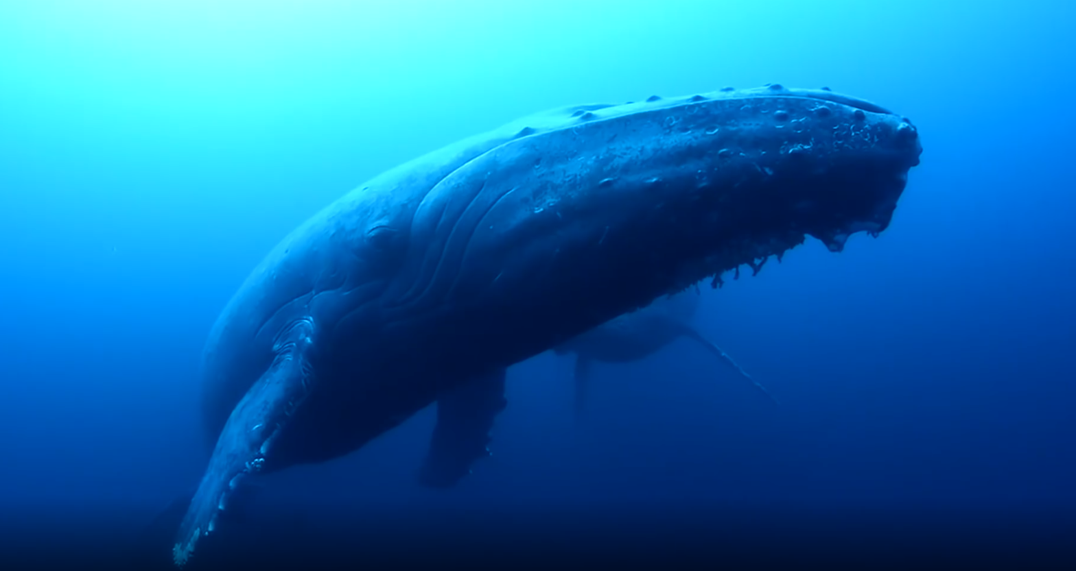 世界上最大的动物，每天进食约5吨，它的舌头可以站50个人