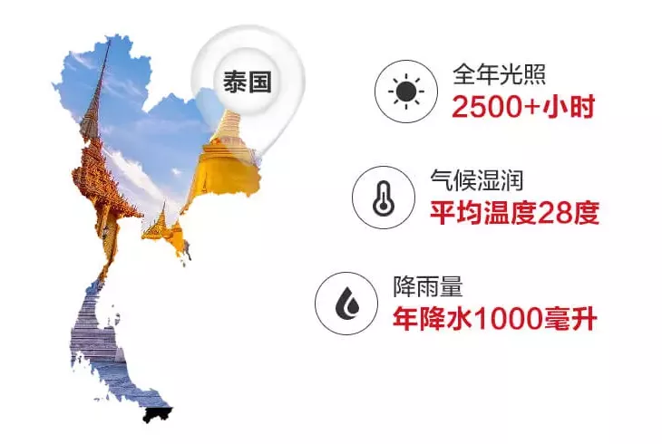清甜、多汁、嫩滑的泰国椰青，吸一口，比吃冰淇淋更痛快