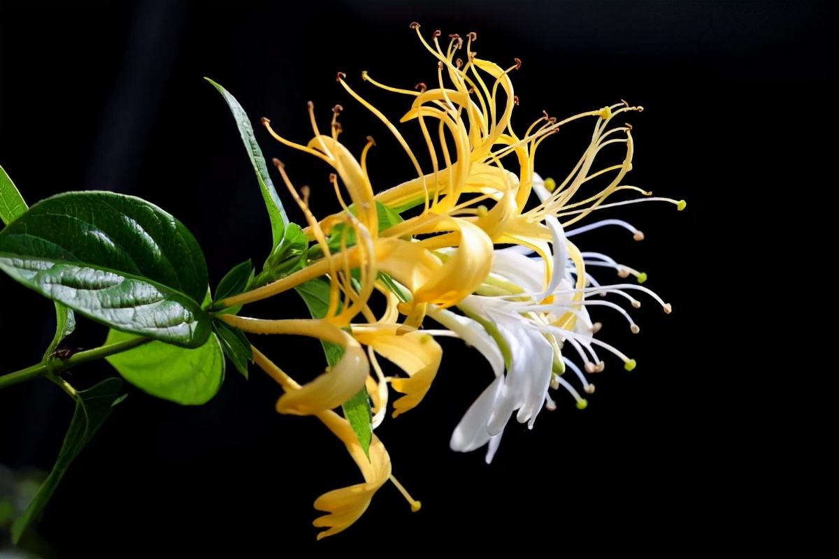 断肠草和金银花的区别在哪里你知道吗