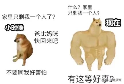 那只活在表情包里的柴犬doge,现在又进化了?