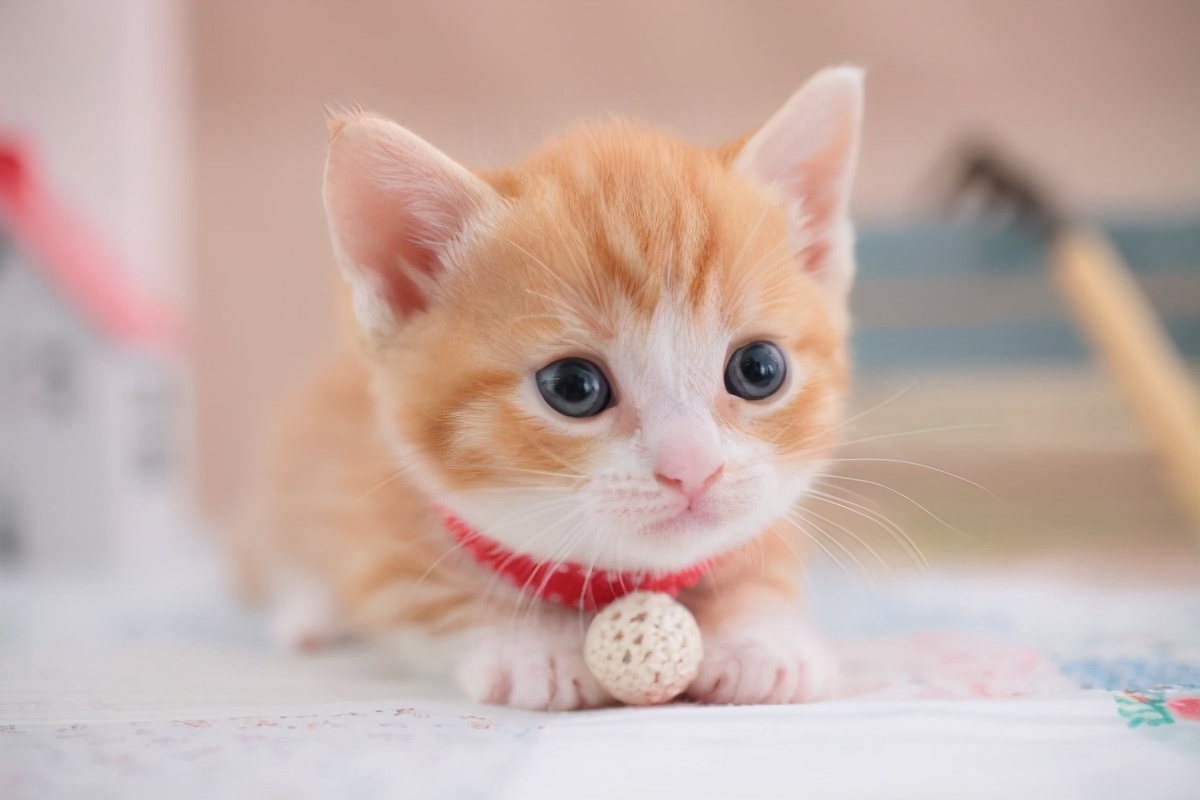 猫品种有哪些（公认颜值最高的10种猫咪）