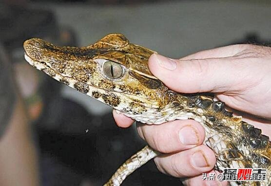 鳄鱼养久了会认主人吗（两点深刻了解鳄鱼的本性）