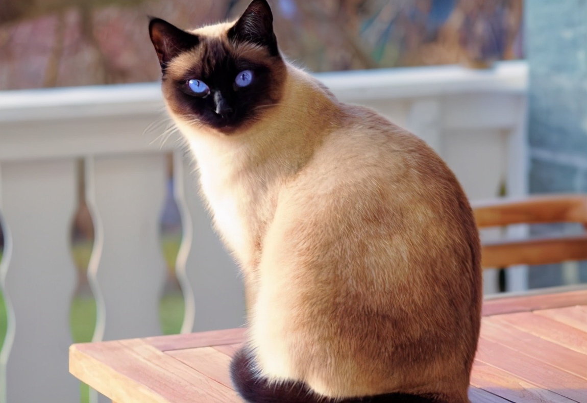 寿命最长的猫（知识科普最长寿的6种猫咪）