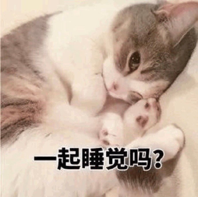 猫咪说晚安表情包