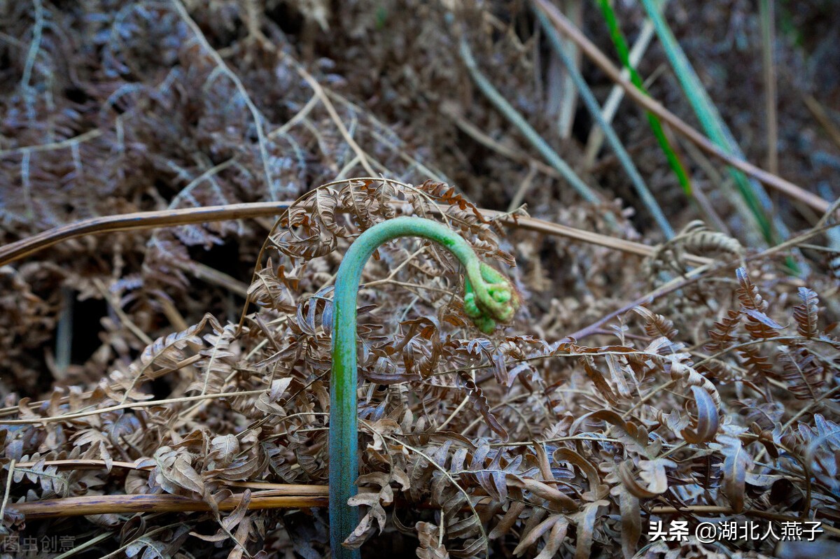 农村能吃的野菜100种大全(教你认识100种野菜和吃法)