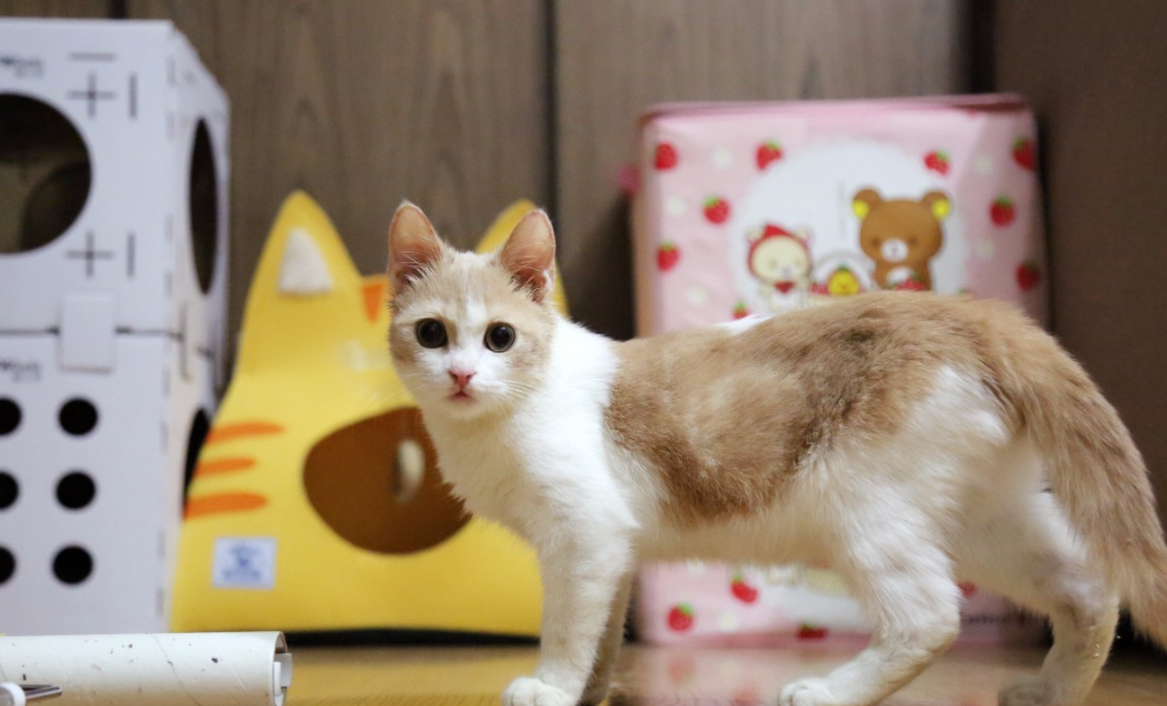 大学生在宿舍养猫被没收，学校禁止养宠物，弃养情况时有发生