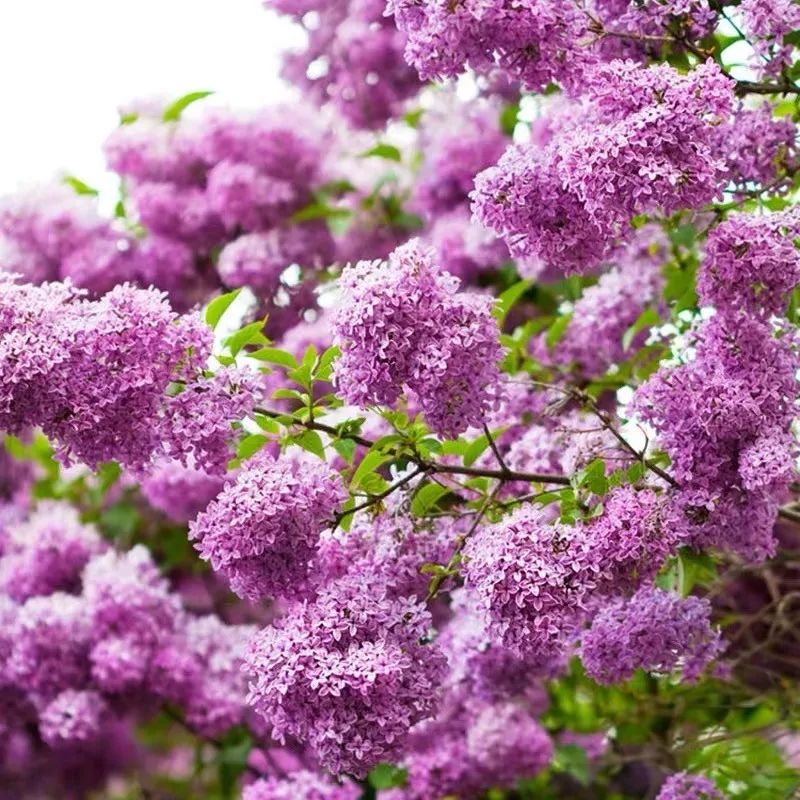 我国十大香花，家里养一盆，繁花满枝，满室生香