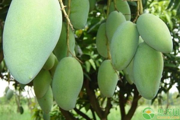 芒果价格多少钱一斤？选购新鲜芒果有何技巧？
