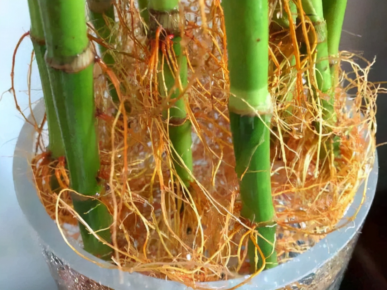 水培富贵竹，7个技巧能快速生根，还要注意4个方面，才能油绿旺盛