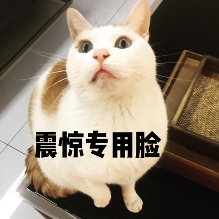 熊猫头震惊表情包搞笑图片