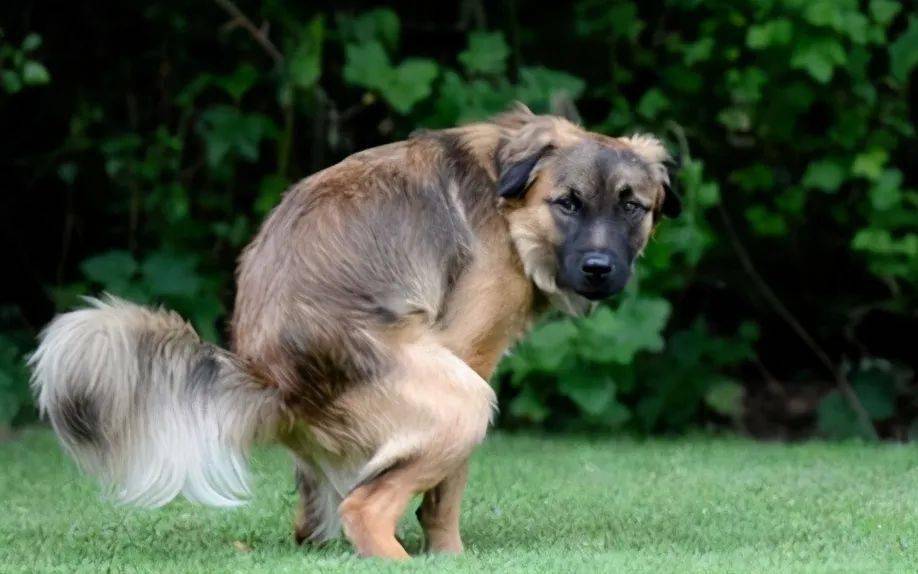 中型犬狗粮推荐，性价比高的狗粮
