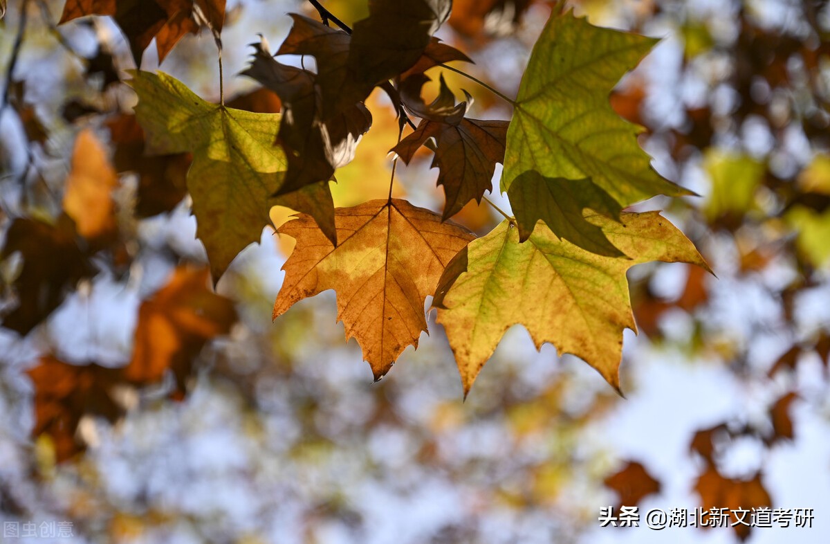 太“卷”了！这所双非师范院校的考研报录比不输211