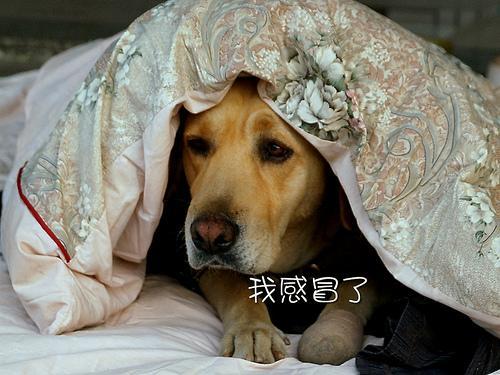 狗狗感冒，不能乱喂药，对症下药好得快