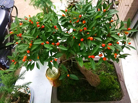 金豆盆景养护,做好4点,叶子不发黄,金豆挂满枝