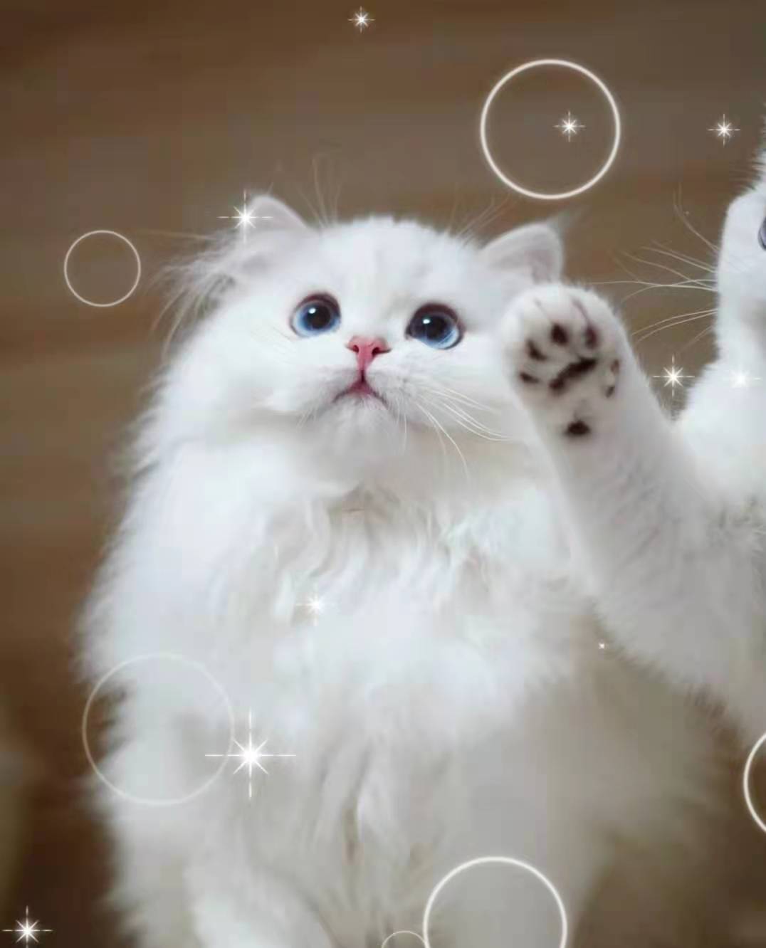 猫咪生病的迹象，看懂前兆比治病更重要