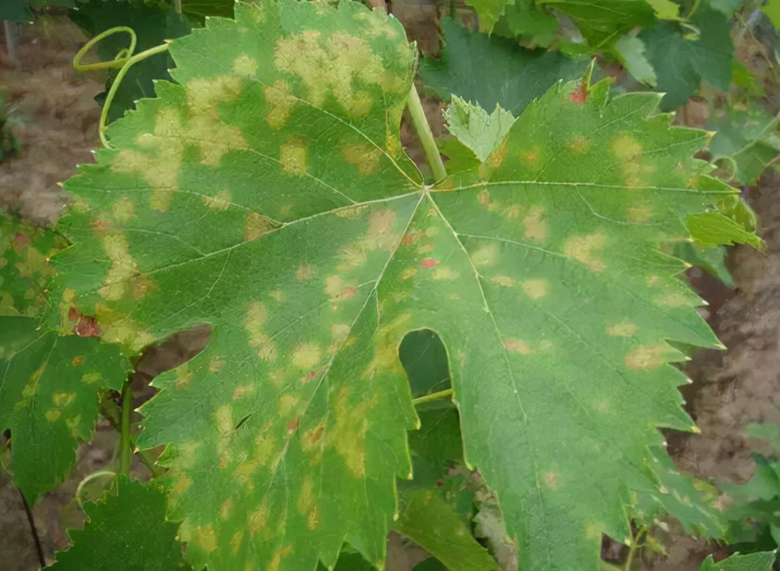 葡萄叶子发黄怎么办(葡萄树长黄叶的三个原因)