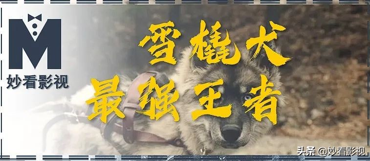 雪橇犬最强王者——《多哥》