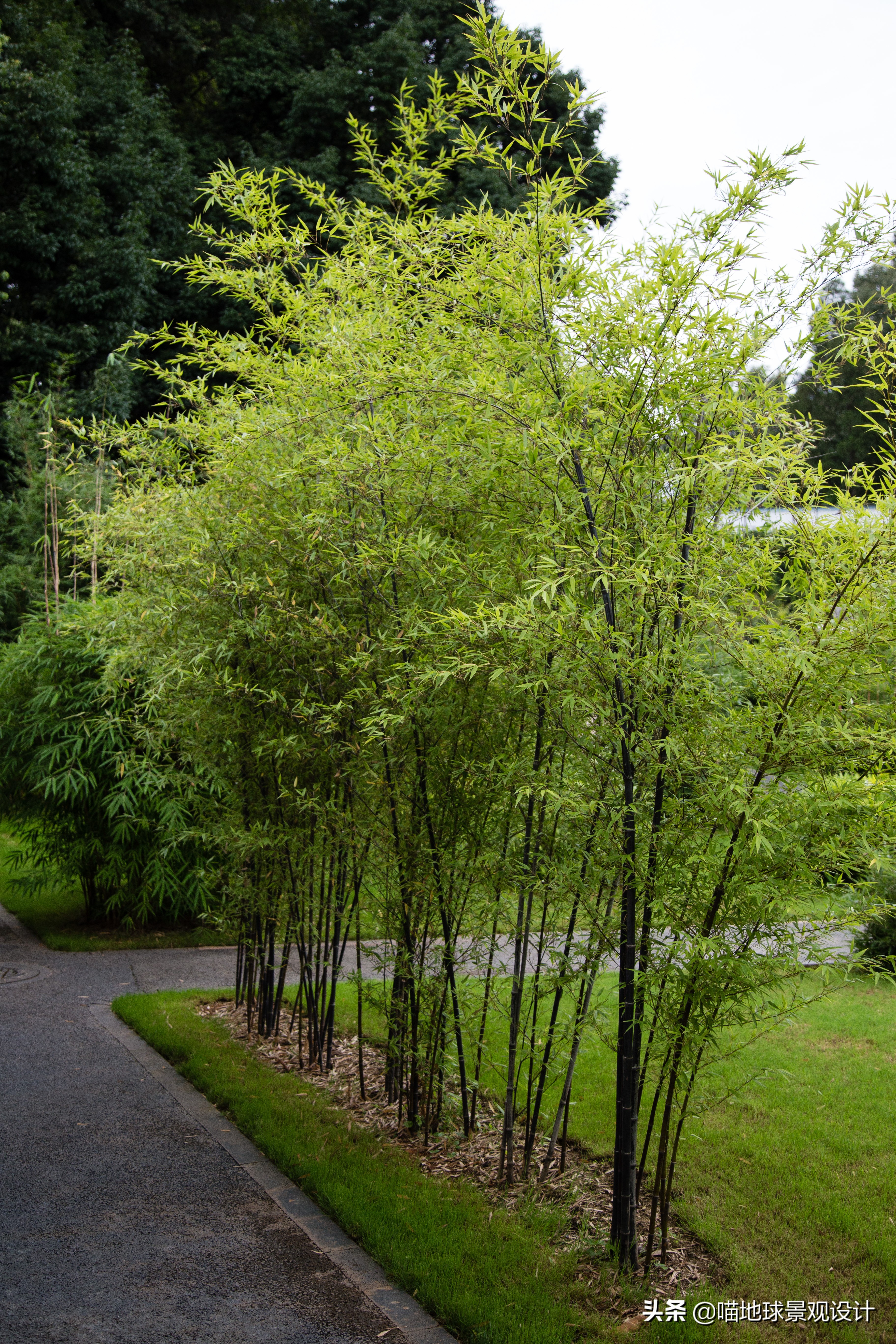 适合庭院的竹子品种图片