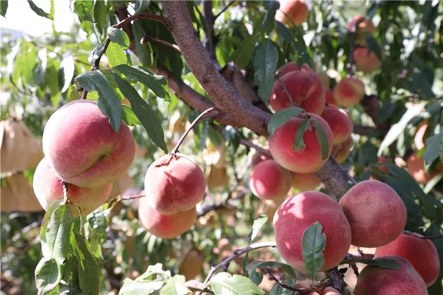 村子里走出的“电商达人”，他卖啥好东西？