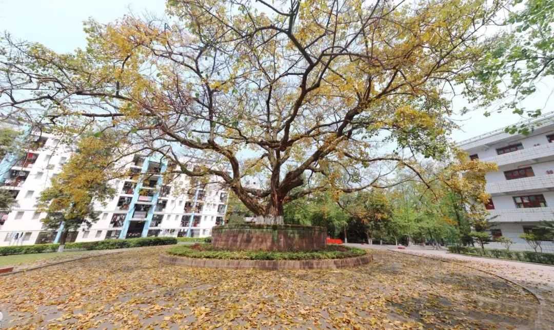 再见，宜宾职业技术学院