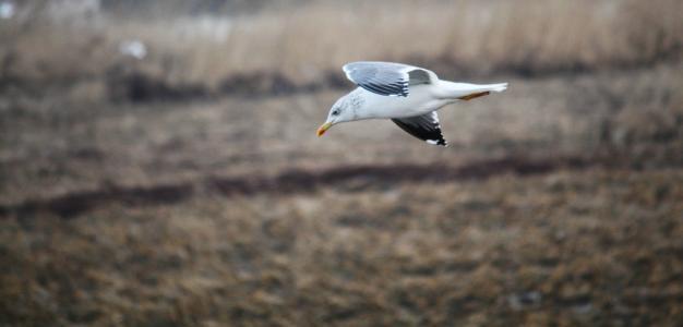 杜甫《旅夜书怀》赏析
