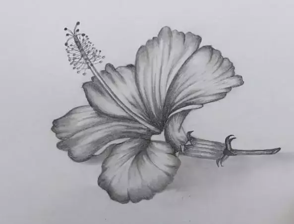 铅笔画花朵简单 素描图片