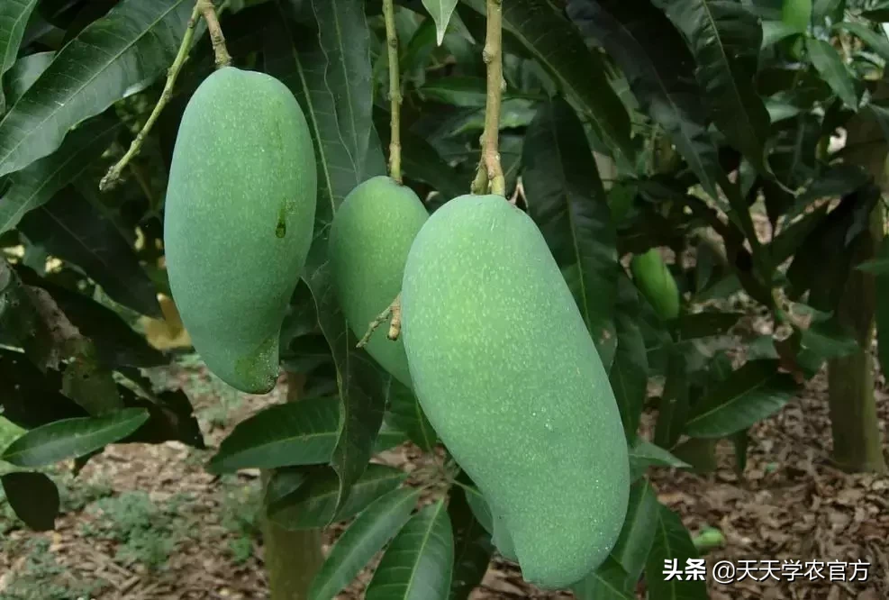 快收藏！18种热门芒果品种最全介绍，包你1次看个够