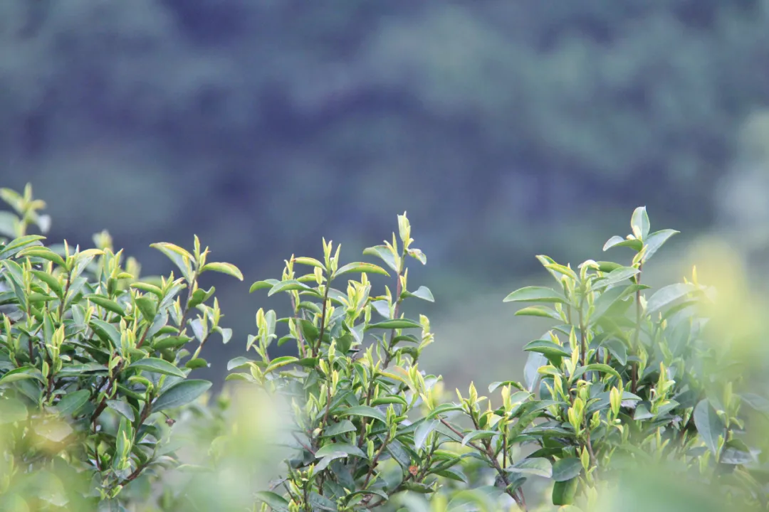 清明节去哪玩？重庆这些地方值得去踏青