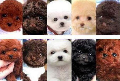 贵宾犬颜色这么多，但最多人养的无非是这4种，哪个是你最爱？
