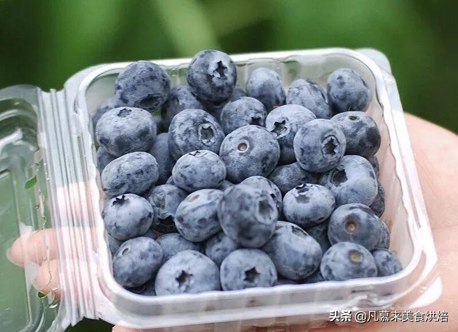 紫色的水果有哪些（盘点15种高营养的紫色水果）