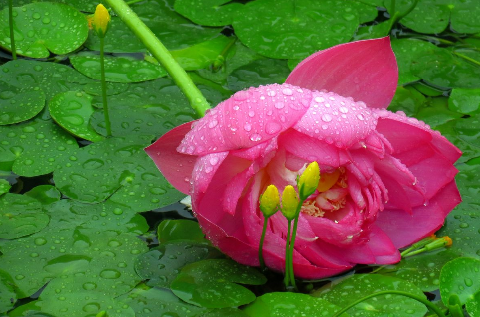 「诗词鉴赏」雨中观荷，惊艳了谁的时光