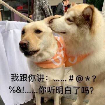 沙雕柴犬的表情包｜野心不大，你和天下