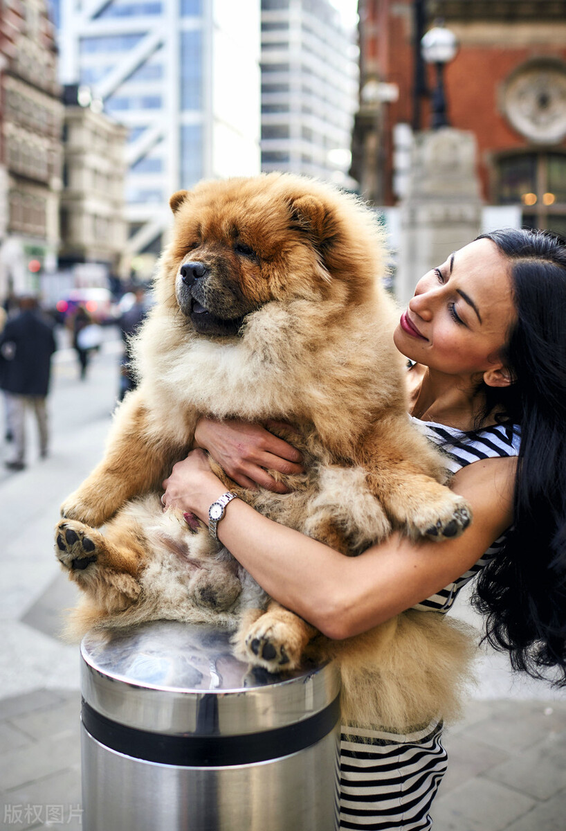 雍容的贵族——松狮犬的喂养 挑选以及美容注意事项等统统在这里