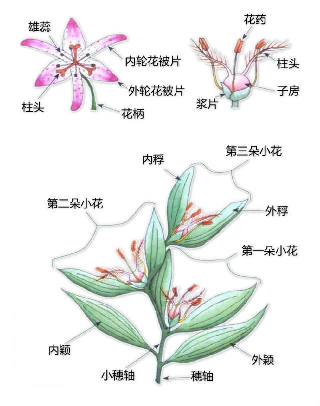 花的基本结构简图（教科书般的植物形态图解）