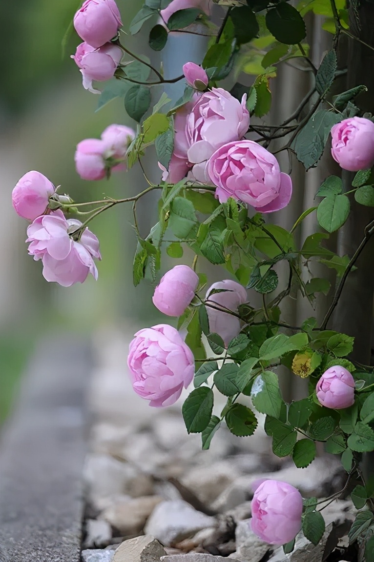 路過花牆，花做籬笆，詩意為牆