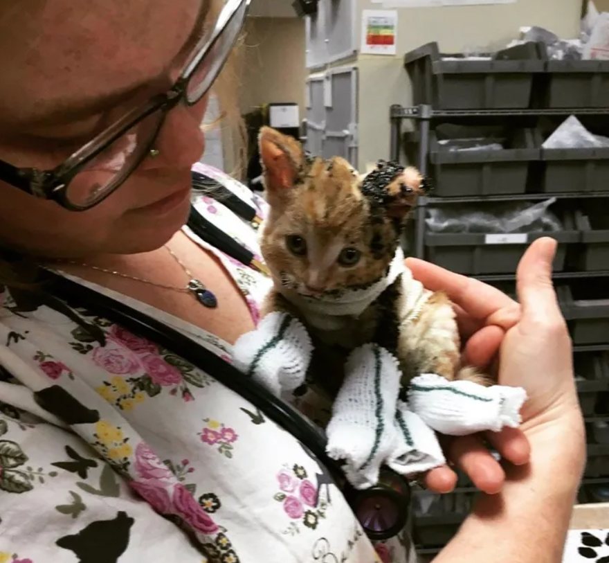 五周大的小橘貓被困於大火中，被救後的狀態讓每個人都驚嘆不已