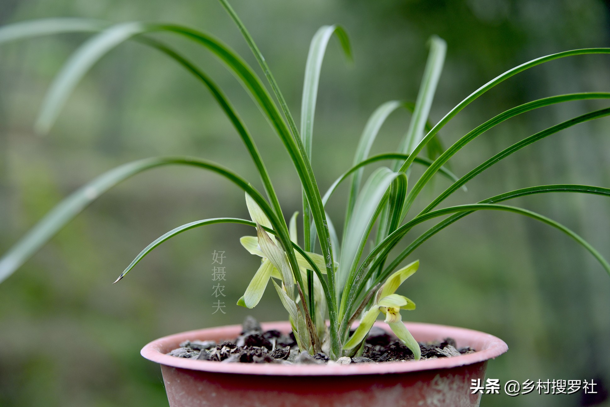 兰花催花技巧，除了露水和磷酸二氢钾，还有两种效果也很不错