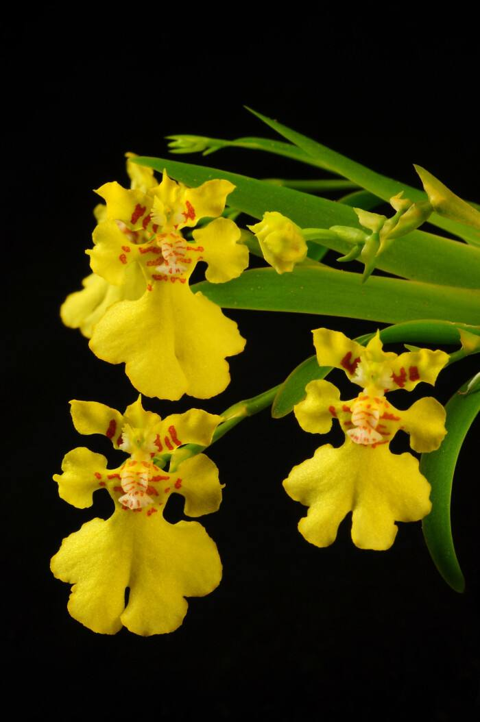 冬天4盆"香水花",个个赛"牡丹",朵朵香艳,满屋得祥瑞