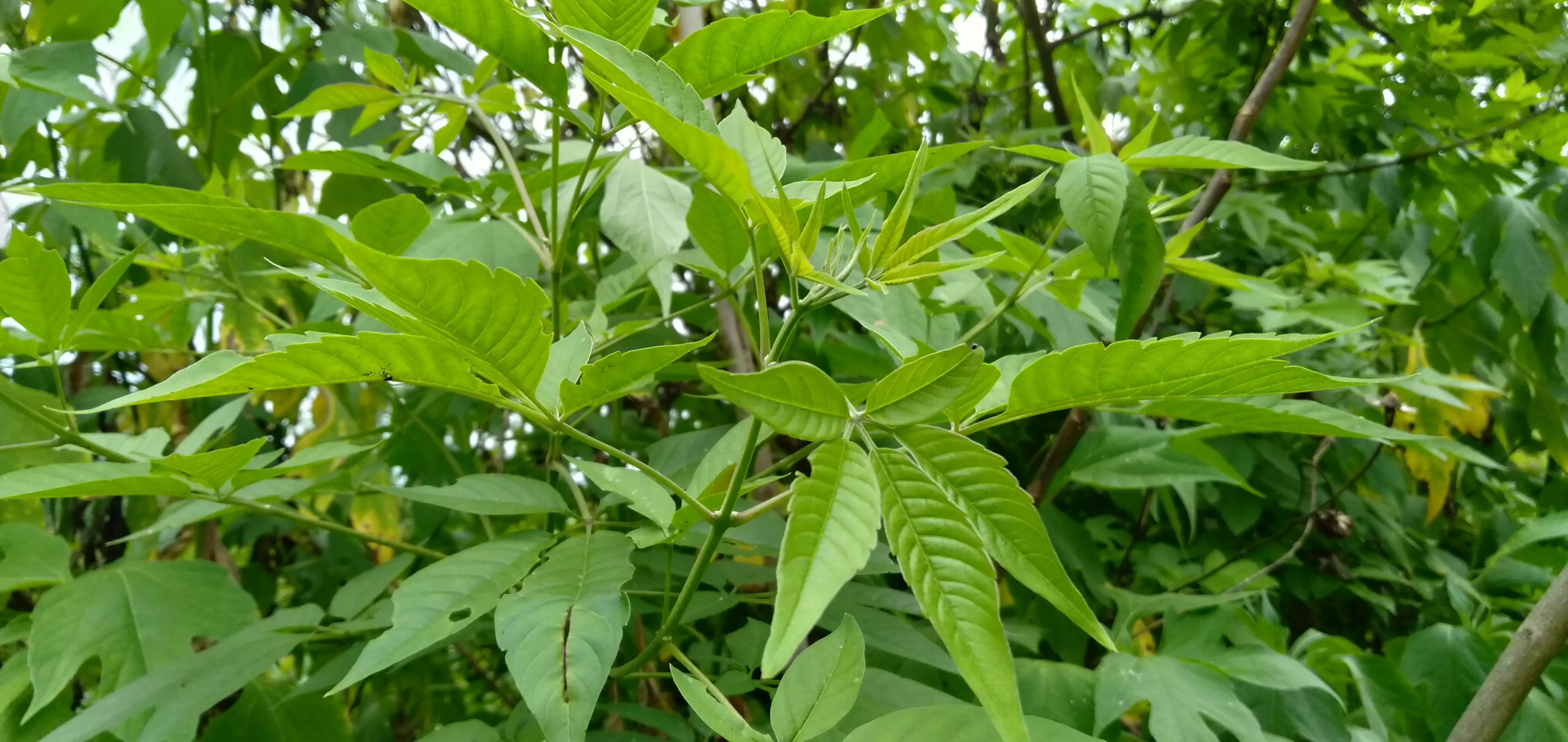 黃荊樹的藥用價值(生活中含有4個實用的小用途)