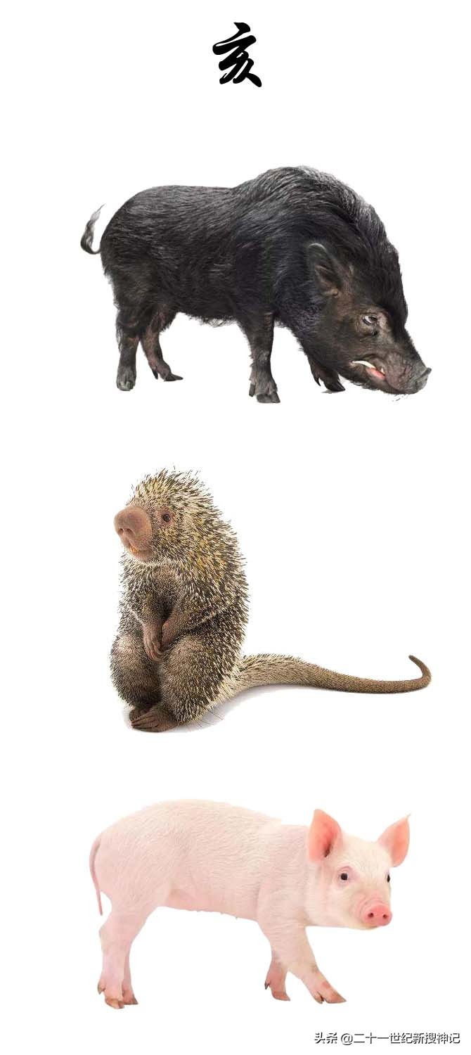 不为人知的三十六禽和二十八宿