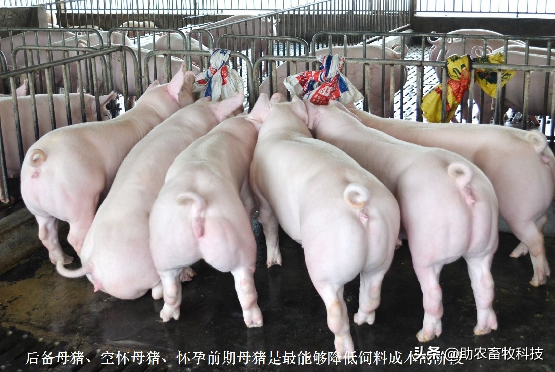散养猪场利用廉价滞销红薯等大幅度降低饲料成本的实战操作技术