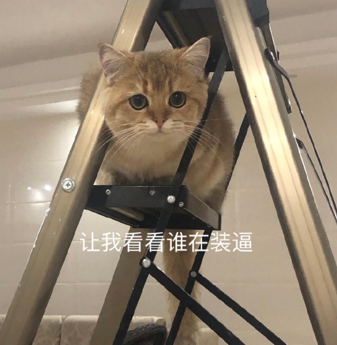 表情包：我只是一只对生活没追求的肥猫